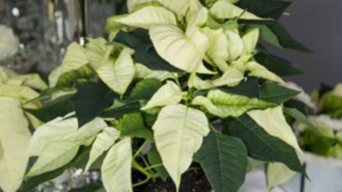 Jak pielęgnować poinsencję czyli gwiazdę betlejemską?