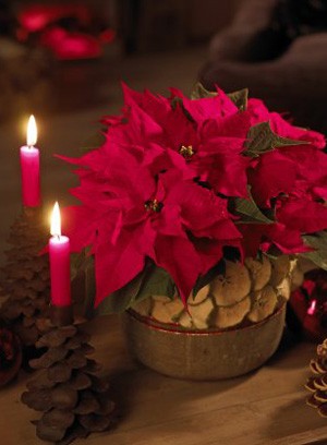  gwiazda betlejemska pielęgnacja 