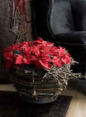 Jak pielęgnować gwiazdę betlejemską?