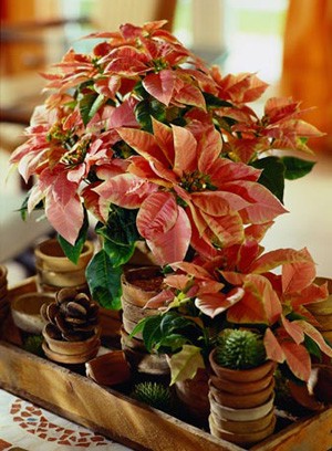 Jak pielęgnować poinsencje?