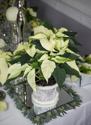 poinsencja pielęgnacja