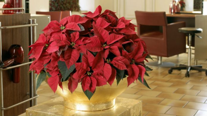 Gwiazda betlejemska - gustowna dekoracja świąteczna