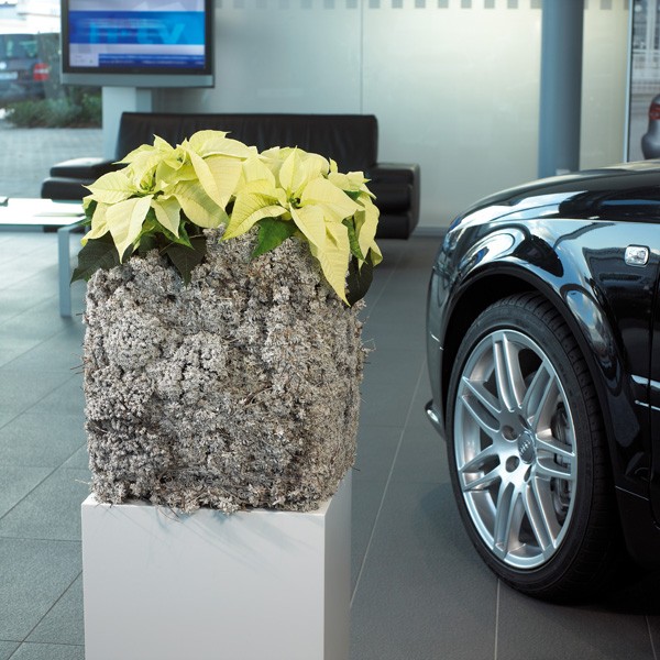 Gwiazda betlejemska - gustowna dekoracja świąteczna