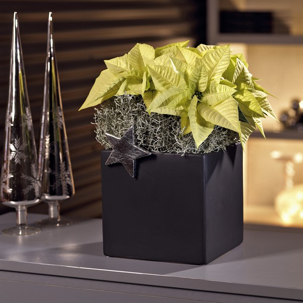 Gwiazda betlejemska - gustowna dekoracja świąteczna