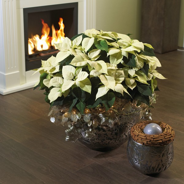 Gwiazda betlejemska - gustowna dekoracja świąteczna