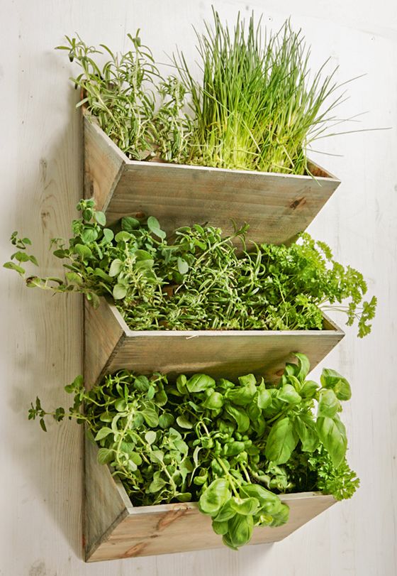 Zielnik w kuchni - instrukcja i inspiracje 23 zioła w kuchni