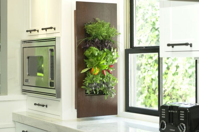 ogród w kuchni