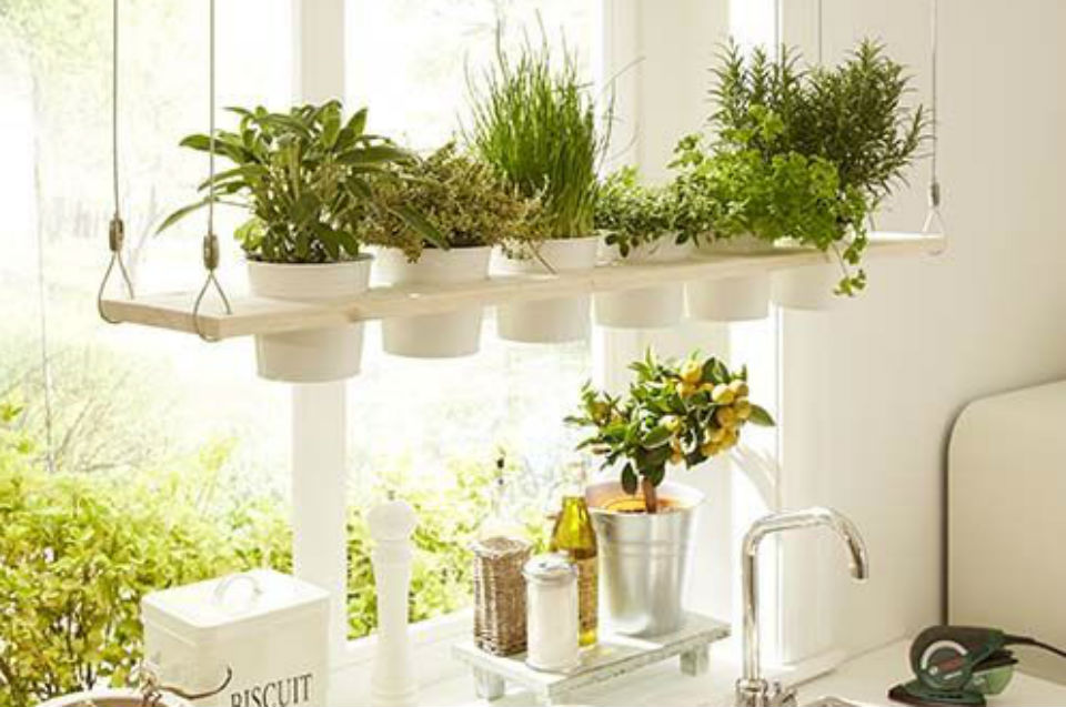 Zielnik w kuchni - instrukcja i inspiracje 28 jakie zioła do domu