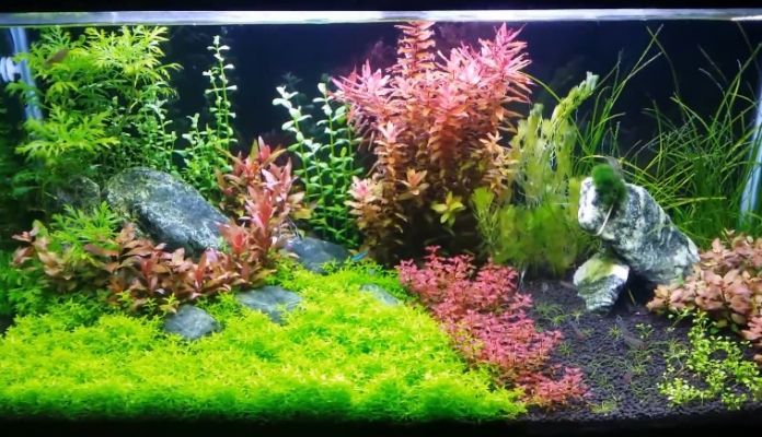 oświetlenie akwarium